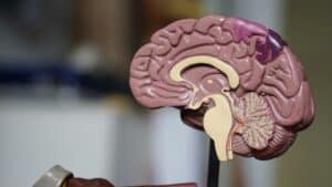 Understanding the Effects of Teenage Drinking on the Brain